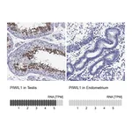 Atlas Antibodies Anti-PIWIL1 Antibody