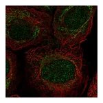 Atlas Antibodies Anti-PIWIL4 Antibody