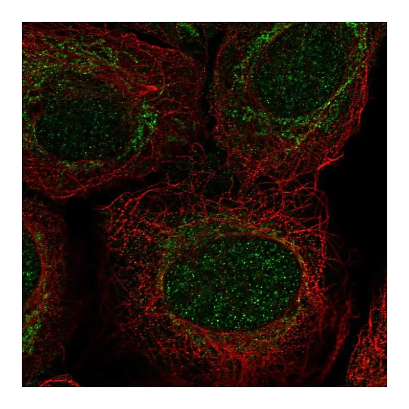 Atlas Antibodies Anti-PIWIL4 Antibody