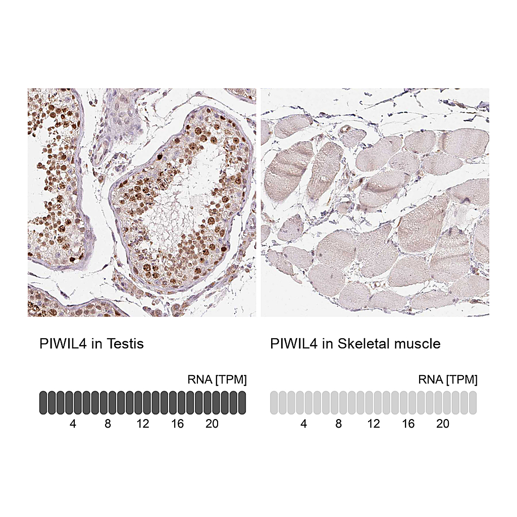 Atlas Antibodies Anti-PIWIL4 Antibody
