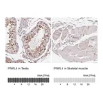Atlas Antibodies Anti-PIWIL4 Antibody