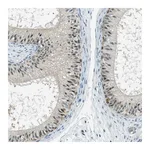 Atlas Antibodies Anti-PJA1 Antibody