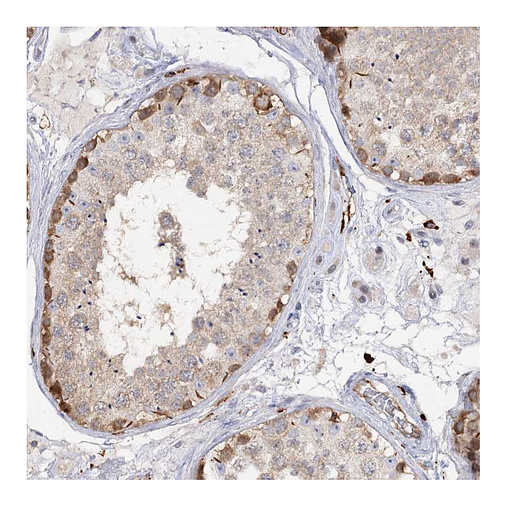 Atlas Antibodies Anti-PIWIL4 Antibody
