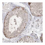 Atlas Antibodies Anti-PIWIL4 Antibody