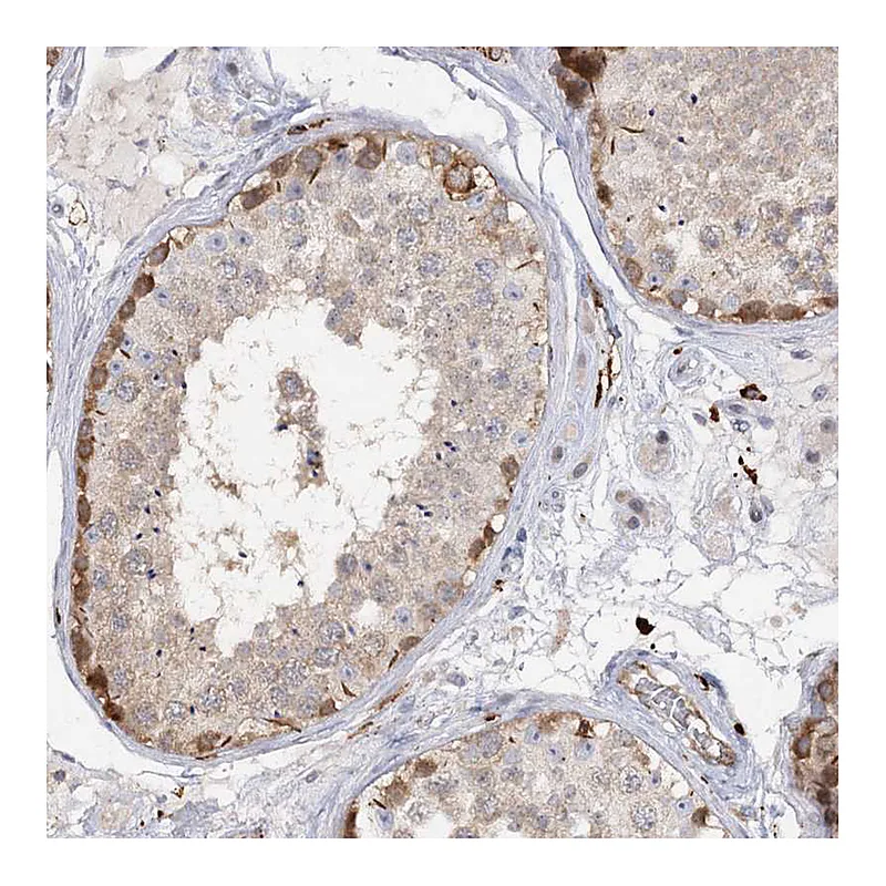 Atlas Antibodies Anti-PIWIL4 Antibody