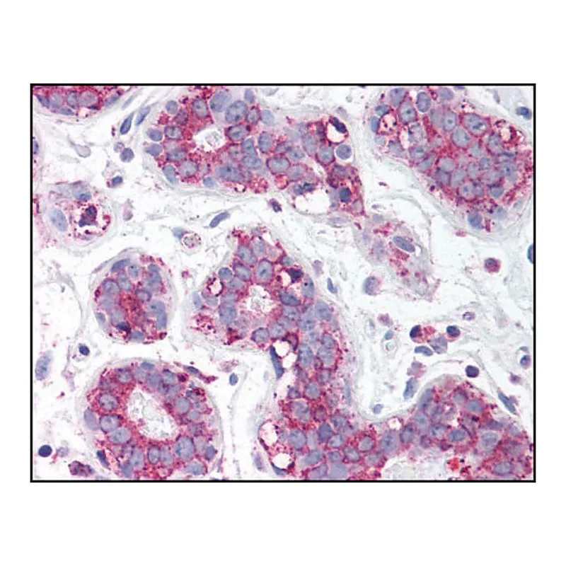 Merck Anti-TBC1D1 antibody produced in rabbit
