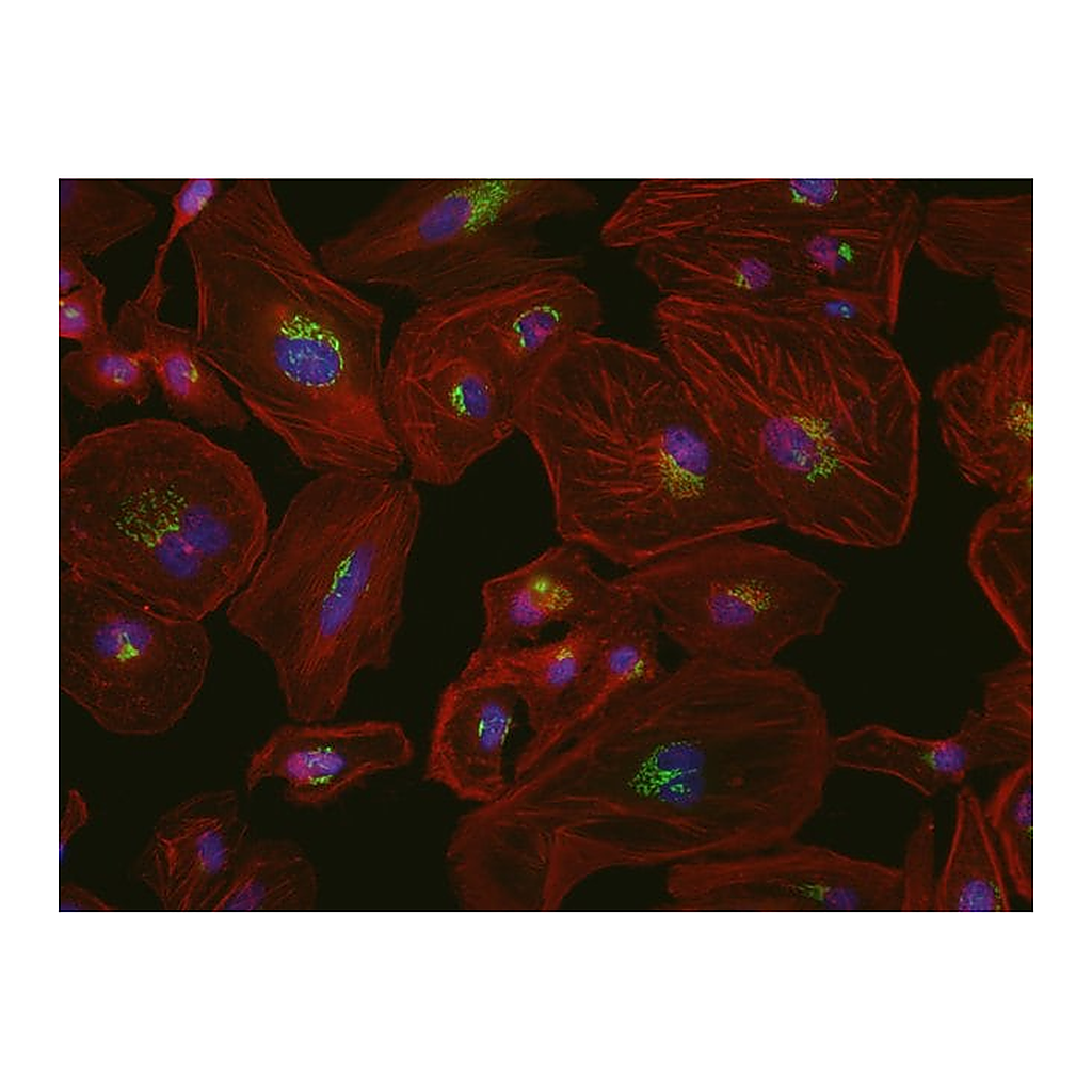 Thermo Fisher Scientific Goat anti-Mouse IgG (H+L) Cross-Adsorbed ReadyProbes Secondary Antibody, Alexa Fluor 594