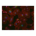 Thermo Fisher Scientific Goat anti-Mouse IgG (H+L) Cross-Adsorbed ReadyProbes Secondary Antibody, Alexa Fluor 594