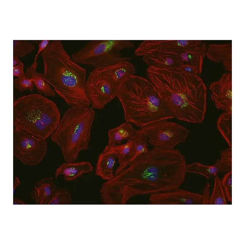 Thermo Fisher Scientific Goat anti-Mouse IgG (H+L) Cross-Adsorbed ReadyProbes Secondary Antibody, Alexa Fluor 594