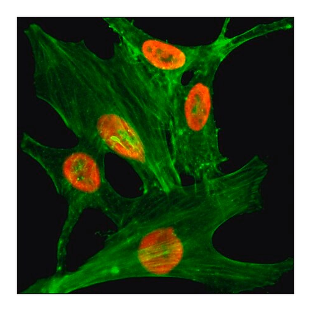 Merck Anti-Acetyl-Histone H2A.Z (Lys4) antibody, Rabbit monoclonal
