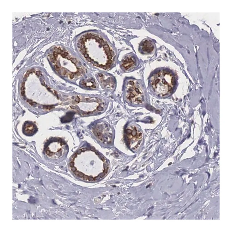Merck Anti-NREP antibody produced in rabbit