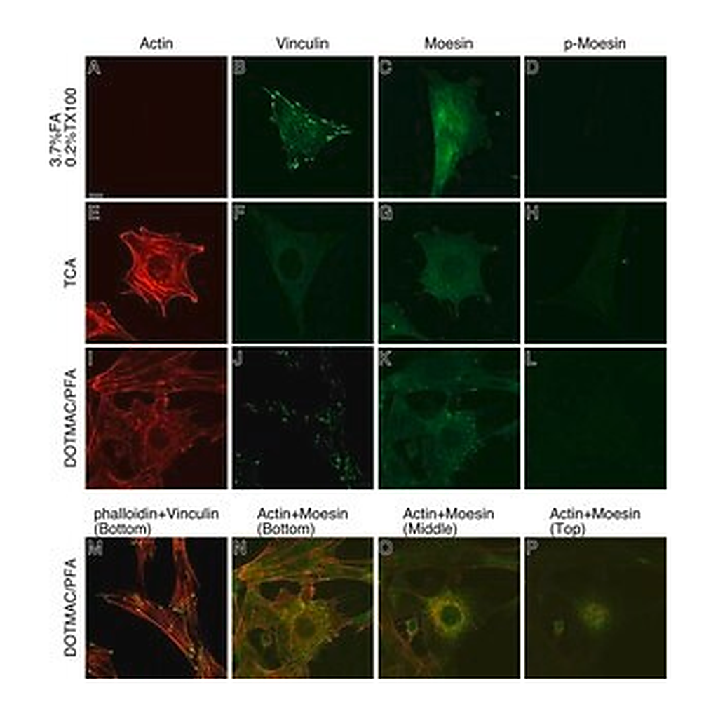 Merck MONOCLONAL ANTI-B-ACTIN, CLONE AC-15