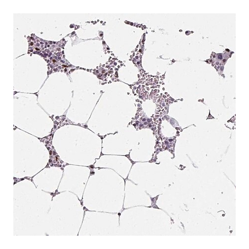 Merck Anti-SF3B5 antibody produced in rabbit