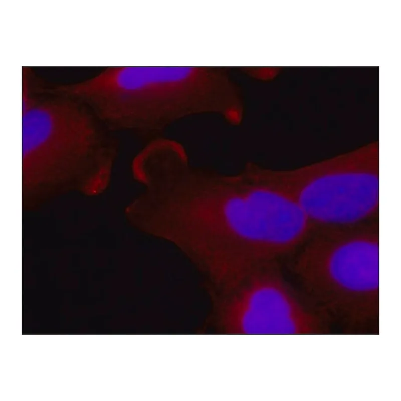 Merck Monoclonal Anti-EXOC6 antibody produced in mouse