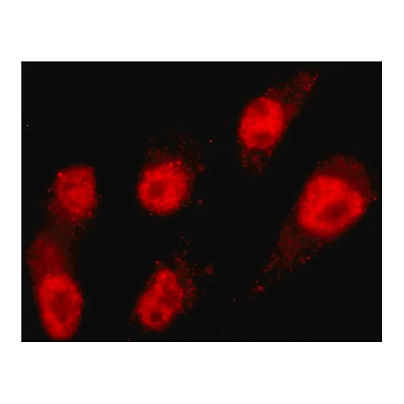 Merck Anti-MLL2 antibody, Mouse monoclonal