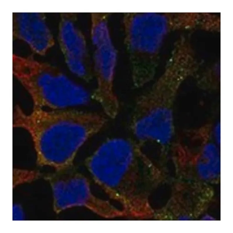 Merck Anti-GALNT16 antibody produced in rabbit