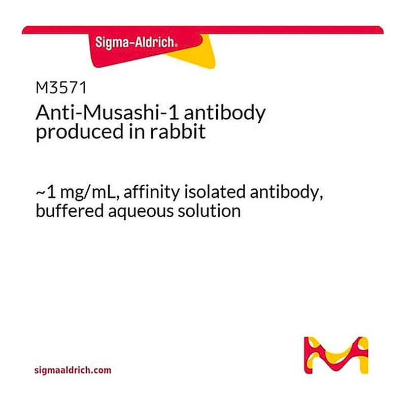 Merck Anti-Musashi-1 antibody produced in rabbit