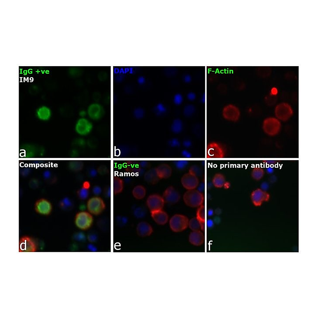 Thermo Fisher Scientific Rabbit anti-Human IgG (H+L) Secondary Antibody