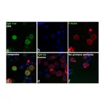 Thermo Fisher Scientific Rabbit anti-Human IgG (H+L) Secondary Antibody