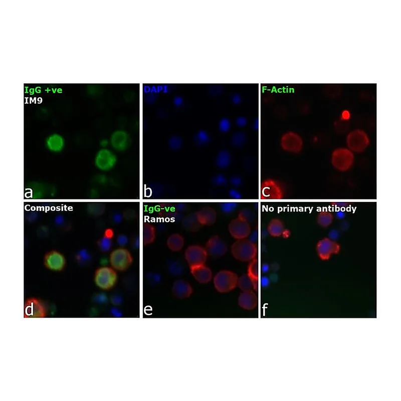 Thermo Fisher Scientific Rabbit anti-Human IgG (H+L) Secondary Antibody