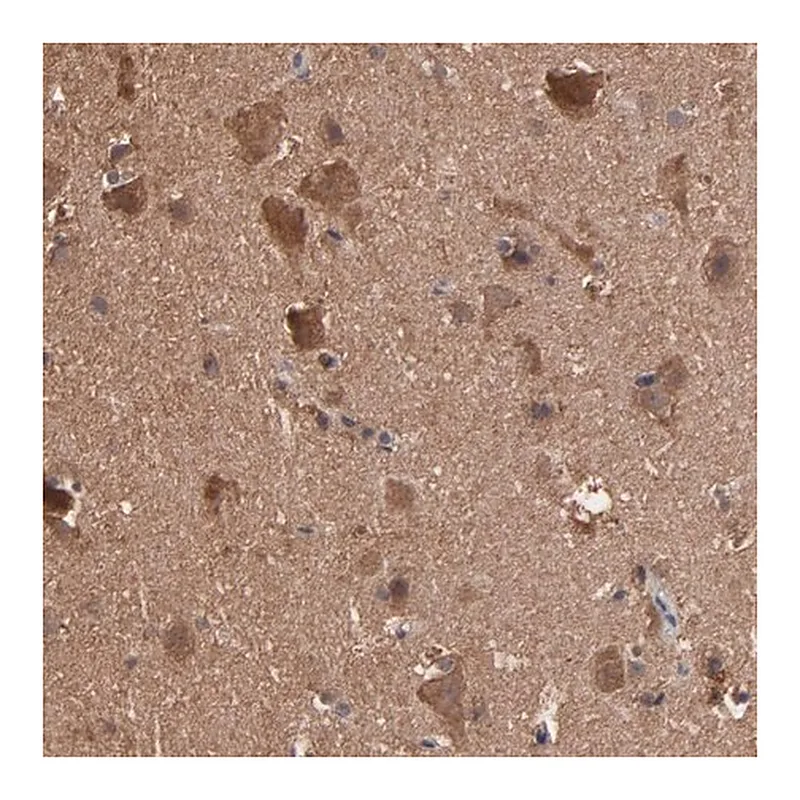 Merck Anti-TANGO2 antibody produced in rabbit