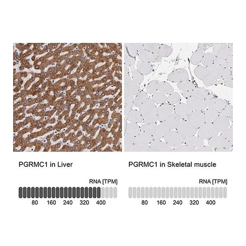 Merck Anti-PGRMC1 antibody produced in rabbit
