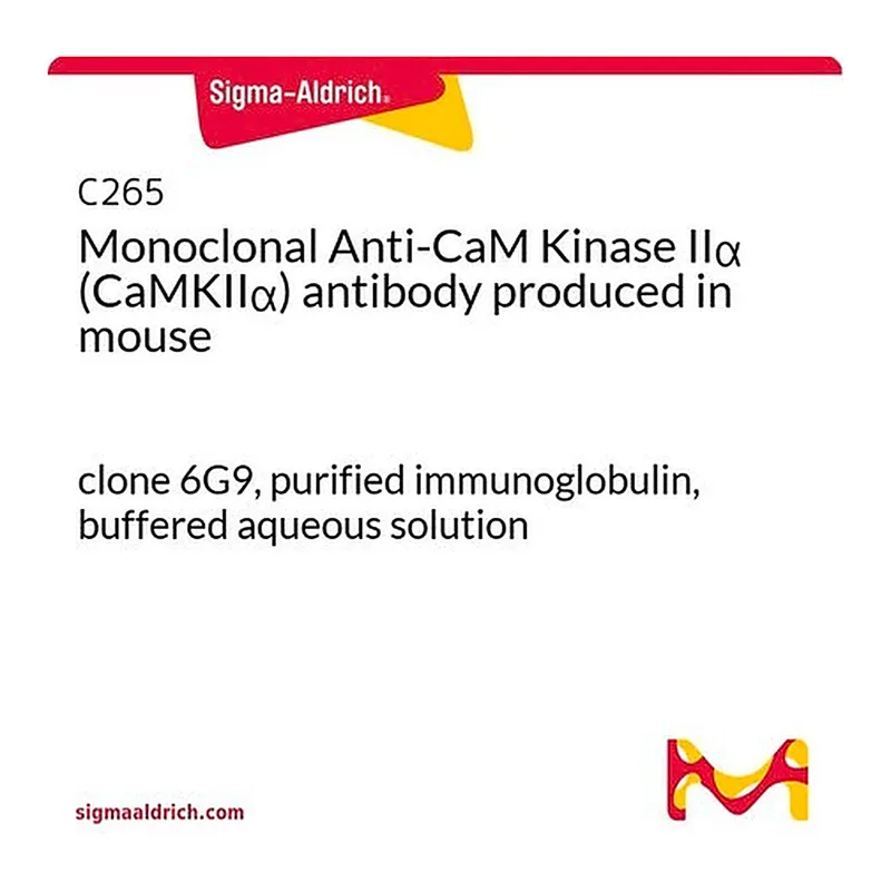Merck Monoclonal Anti-CaM Kinase IIalpha (CaMKIIalpha) antibody produced in mouse