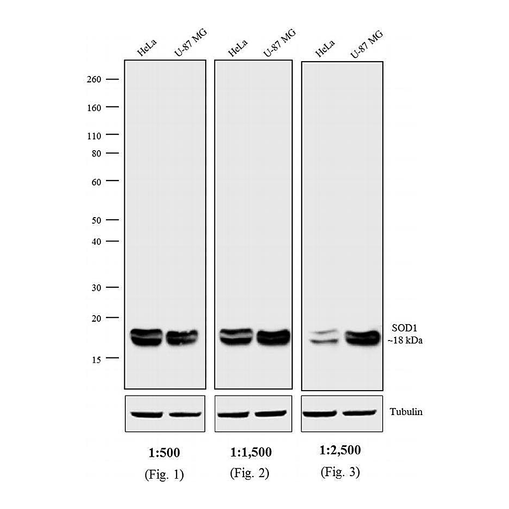 Thermo Fisher Scientific Rabbit anti-Mouse IgG (H+L) Cross-Adsorbed Secondary Antibody, HRP