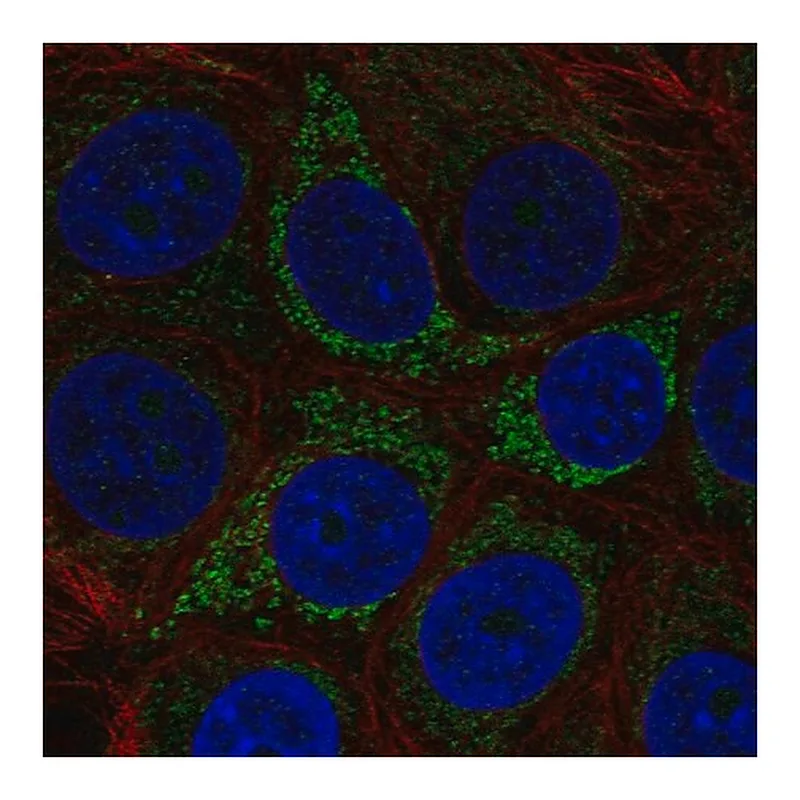 Merck Anti-A4GALT antibody produced in rabbit
