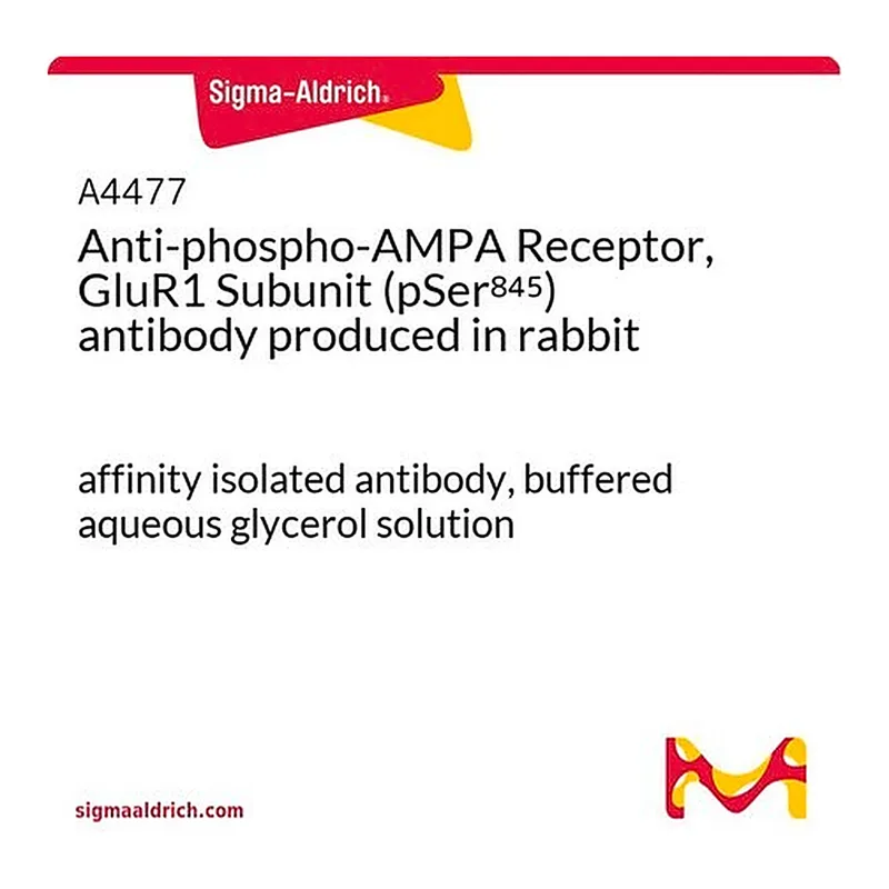 Merck Anti-phospho-AMPA Receptor, GluR1 Subunit (pSer845) antibody produced in rabbit