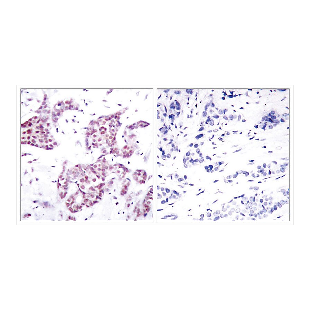Merck Anti-phospho-STAT6 (pTyr641) antibody produced in rabbit