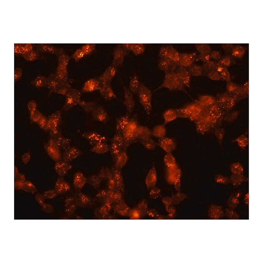 Merck Anti-Flotillin 1 antibody produced in rabbit