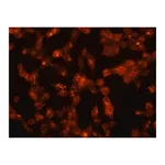 Merck Anti-Flotillin 1 antibody produced in rabbit