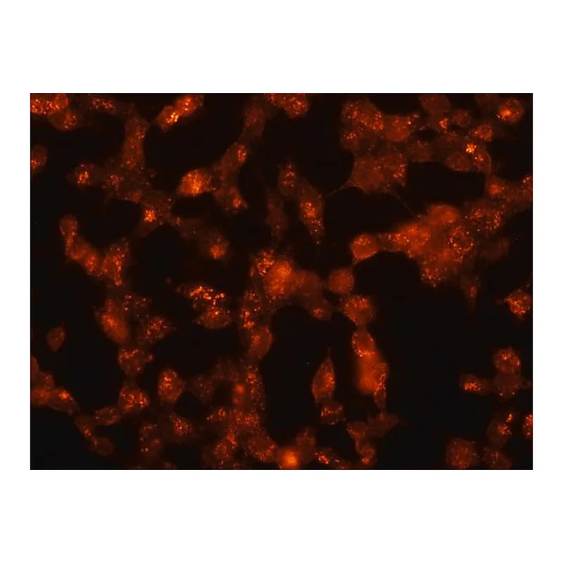 Merck Anti-Flotillin 1 antibody produced in rabbit