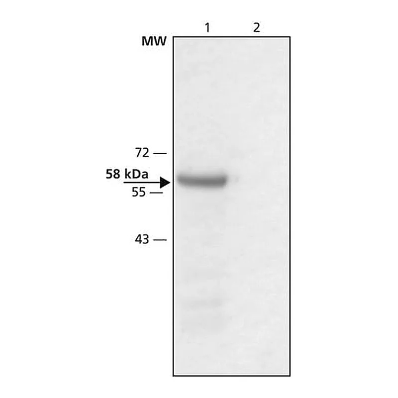 Merck Anti-Monoamine Oxidase B antibody produced in rabbit