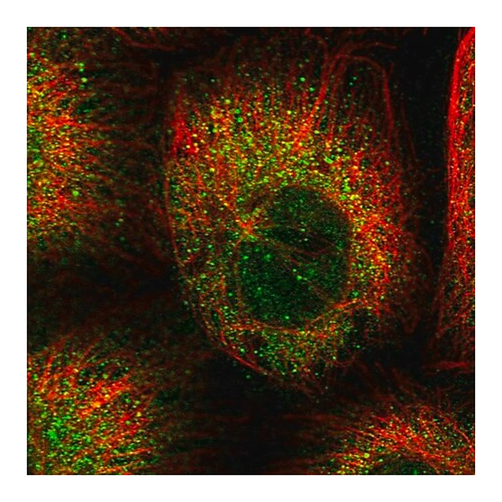 Merck Anti-CEP89 antibody produced in rabbit