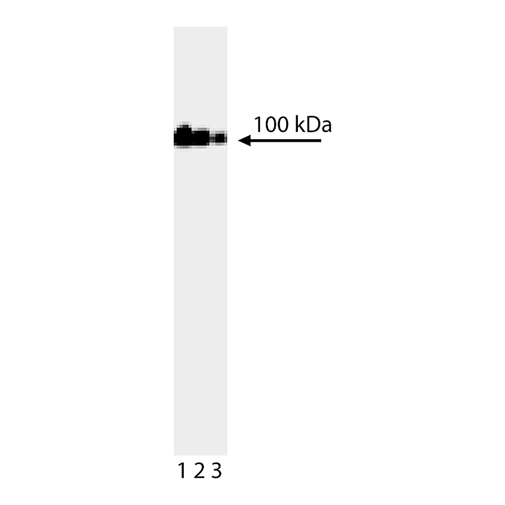 BD Purified Mouse Anti-Human DNA Topoisomerase I