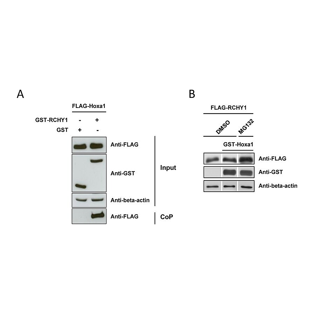 Merck Monoclonal Anti-Glutathione-S-Transferase (GST) antibody produced in mouse