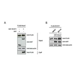 Merck Monoclonal Anti-Glutathione-S-Transferase (GST) antibody produced in mouse