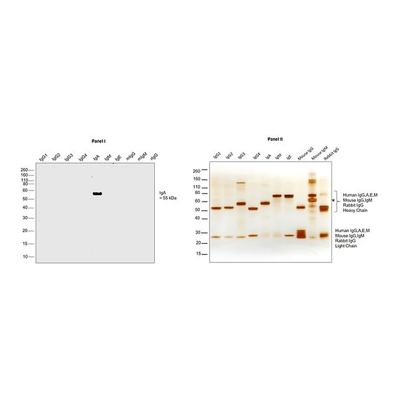 Thermo Fisher Scientific F(ab`)2-Goat anti-Human IgA Secondary Antibody, HRP