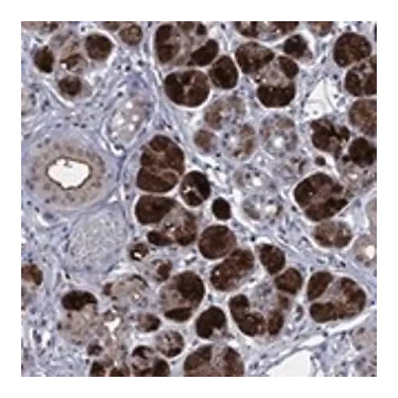 Merck Anti-HTN1 antibody produced in rabbit