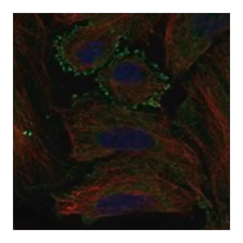Merck Anti-MC5R antibody produced in rabbit