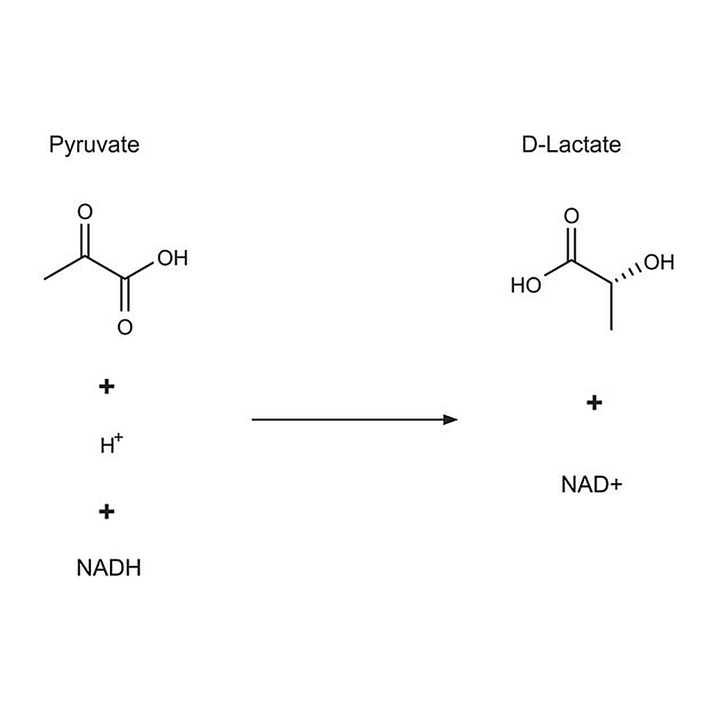 Merck D-Lactic Dehydrogenase from Lactobacillus leichmannii
