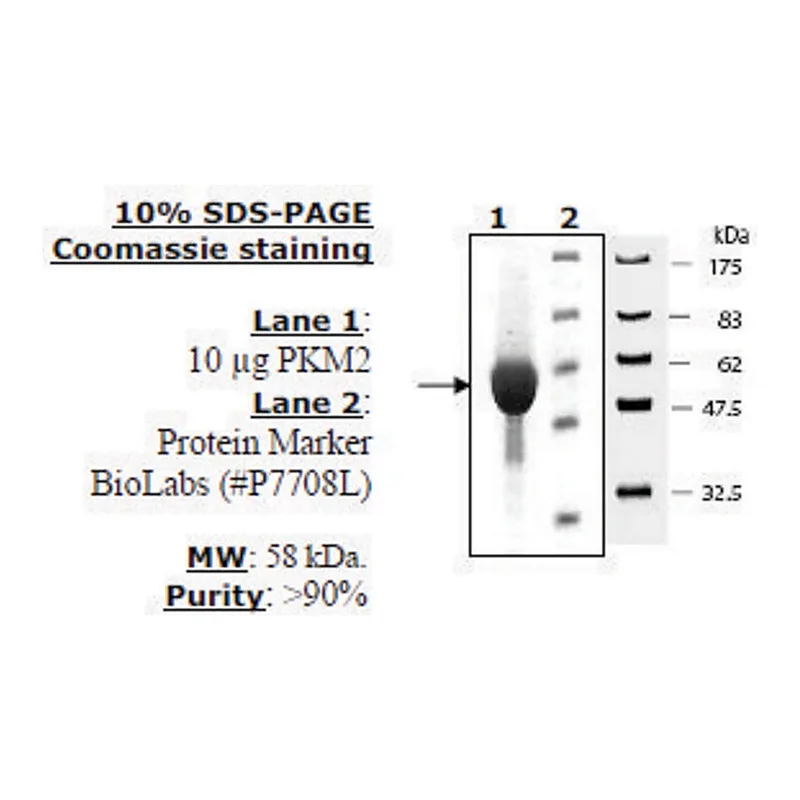 Merck Pyruvate kinase M2 Active from mouse
