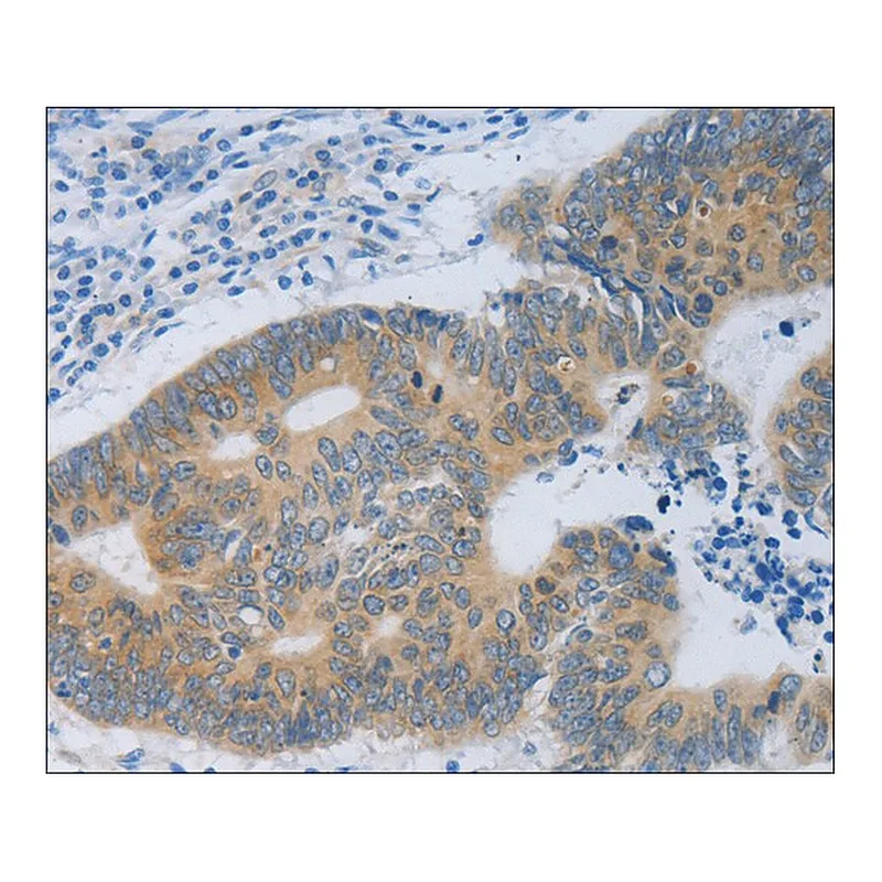 Merck Anti-MT2A antibody produced in rabbit