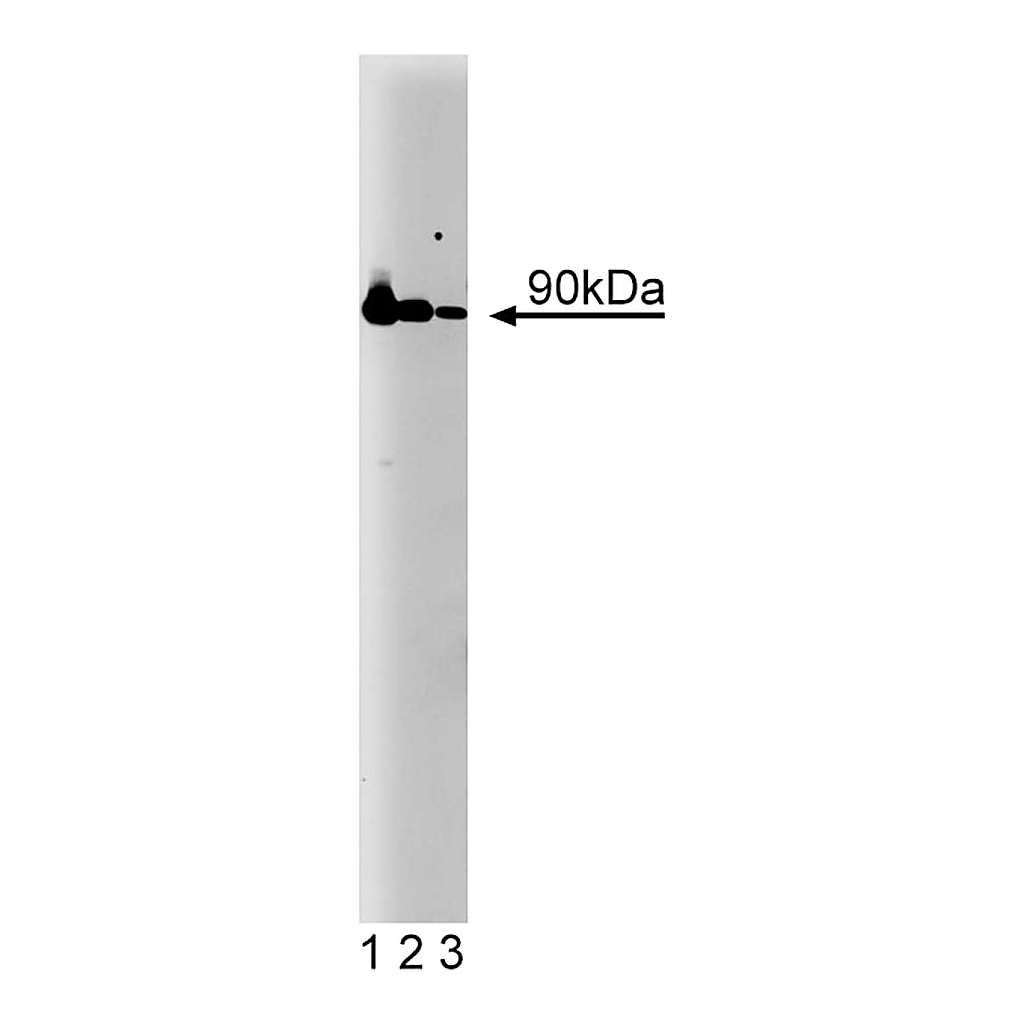 BD Purified Mouse Anti-Hsp90