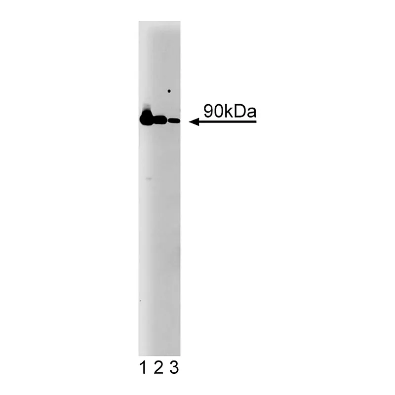 BD Purified Mouse Anti-Hsp90