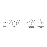 Thermo Fisher Scientific Perfluoro Acid Anhydrides (TFAA, PFAA and HFAA) Acylation Reagents