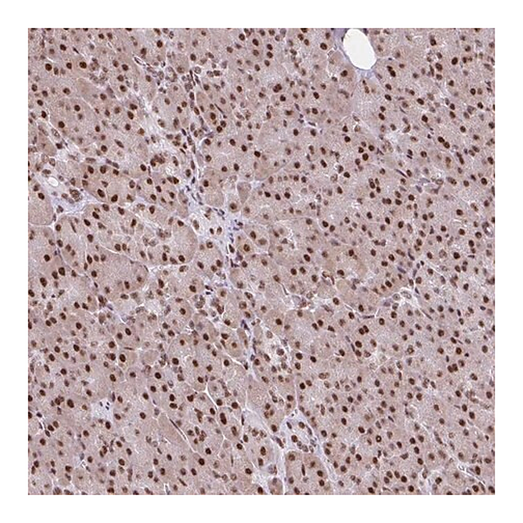 Merck Anti-RIPK3 antibody produced in rabbit