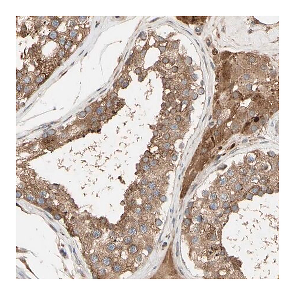 Merck Anti-NECTIN3 antibody produced in rabbit